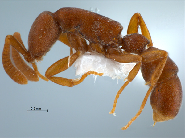 Probolomyrmex maryatiae Eguchi, Yoshimura & Yamane, 2006 lateral