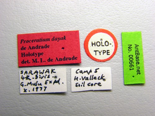 Proceratium dayak DeAndrade, 2003 Label