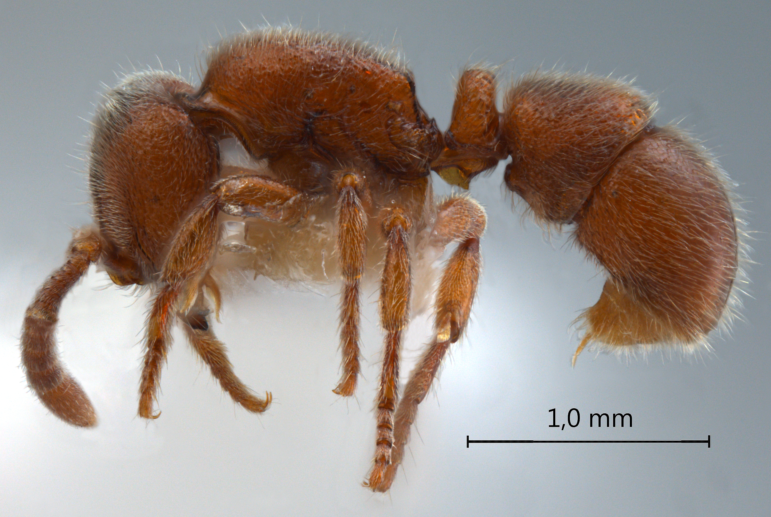 Proceratium dusun De Andrade, 2003 lateral