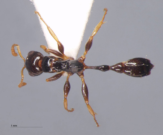 Tetraponera allaborans Walker, 1859 dorsal