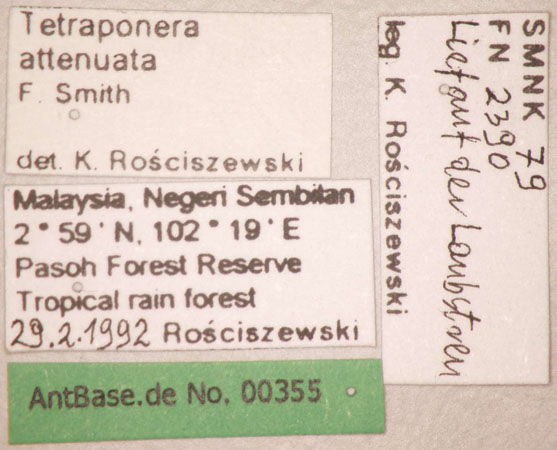 Tetraponera attenuata Smith,1877 Label