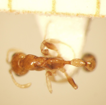 Tetraponera modesta Smith,1860 dorsal