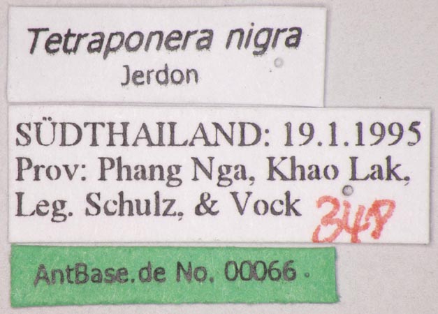 Tetraponera nigra Jerdon, 1851 Label