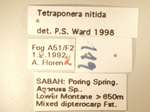 Tetraponera nitida Smith,1860 Label