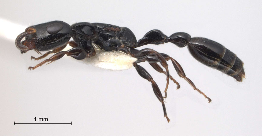Tetraponera nitida Smith,1860 lateral