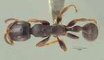 Tetraponera pilosa Smith,1858 dorsal