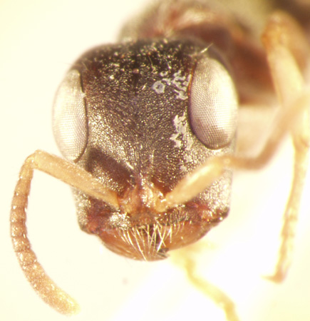 Tetraponera pilosa Smith,1858 frontal