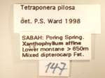 Tetraponera pilosa Smith,1858 Label