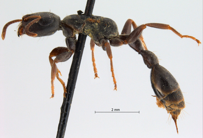 Tetraponera pilosa Smith,1858 lateral