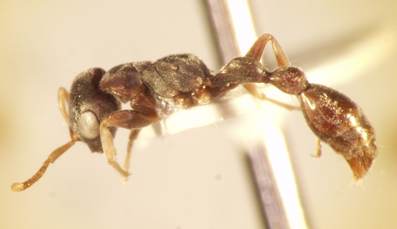 Tetraponera pilosa Smith,1858 lateral