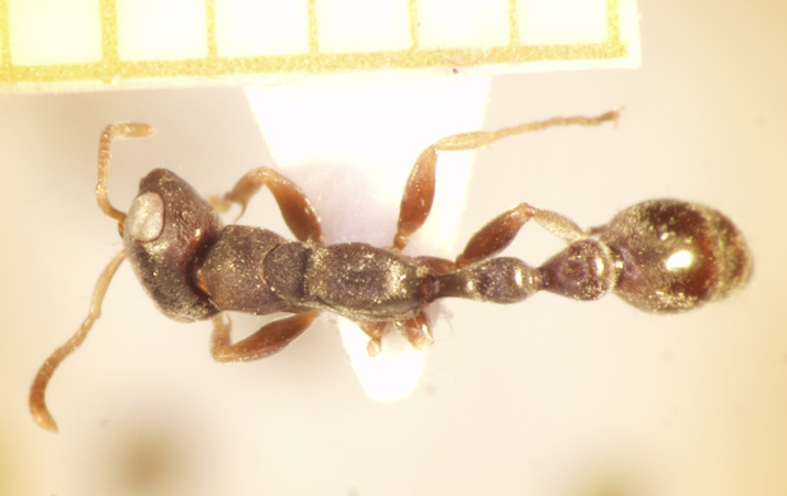 Tetraponera pilosa Smith,1858 dorsal