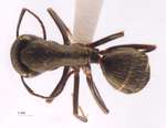 Camponotus japonicus var. aterrimus Emery, 1895 dorsal