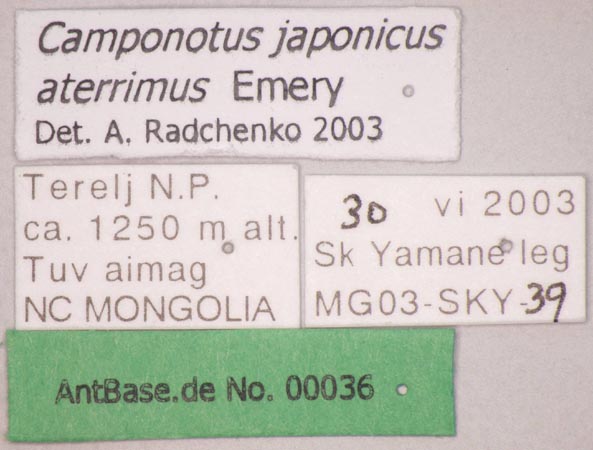Camponotus japonicus var. aterrimus Emery, 1895 Label