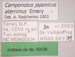 Camponotus japonicus var. aterrimus Emery, 1895 Label