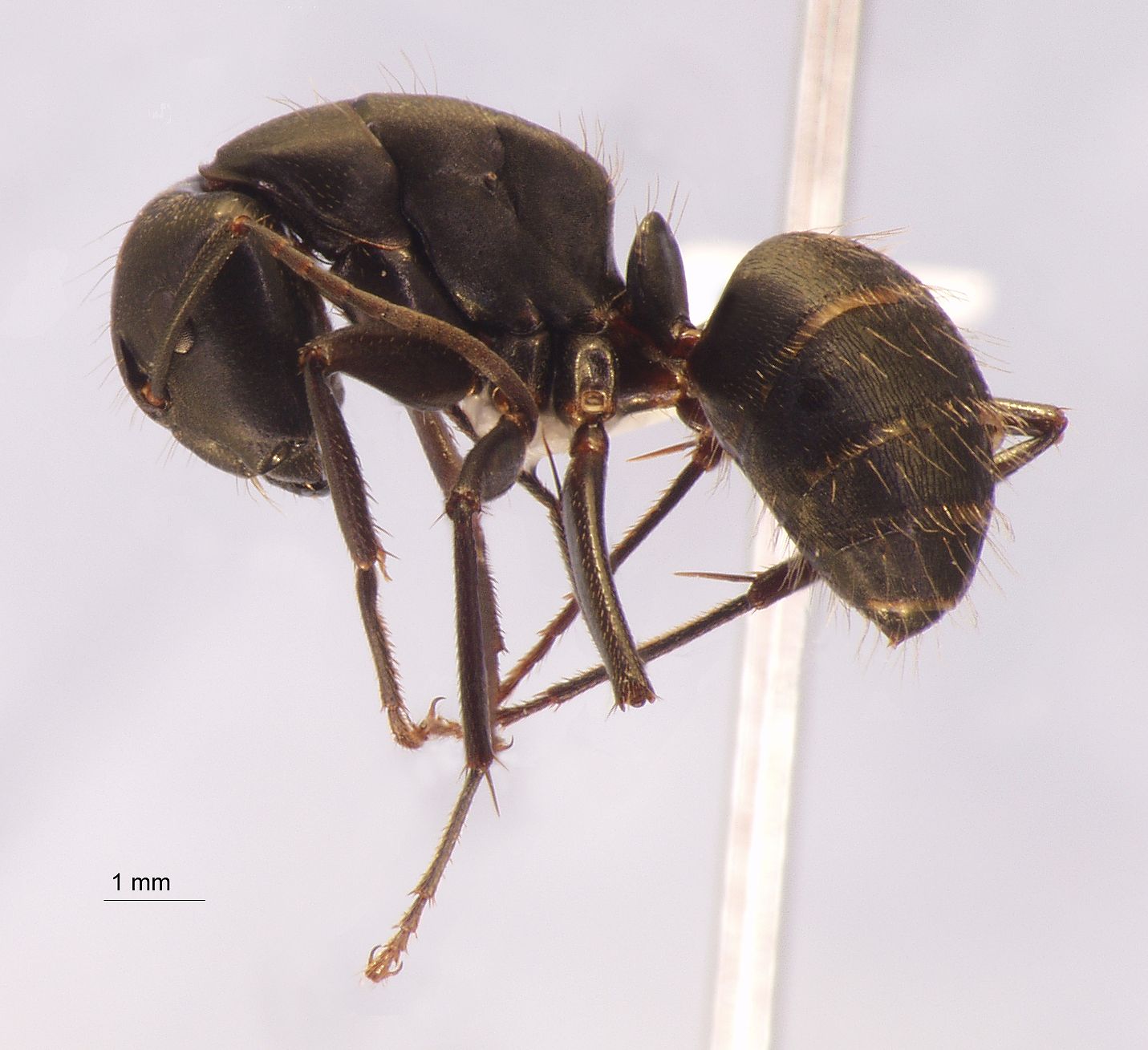 Camponotus japonicus var. aterrimus Emery, 1895 lateral