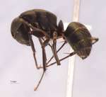 Camponotus japonicus var. aterrimus Emery, 1895 lateral