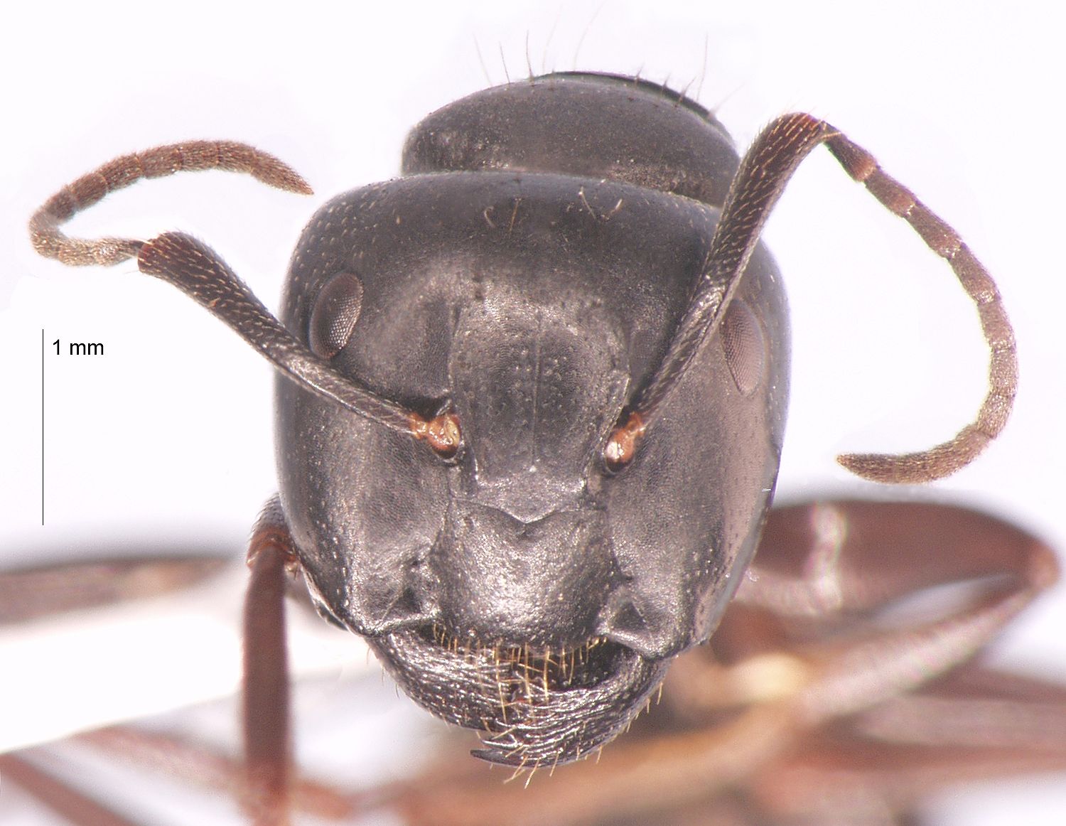 Camponotus sachalinensis Forel, 1904 frontal