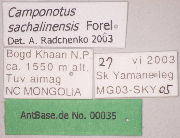 Camponotus sachalinensis Forel, 1904 Label