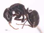 Camponotus sachalinensis Forel, 1904 lateral