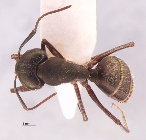 Camponotus saxatilis Ruzsky, 1895 dorsal