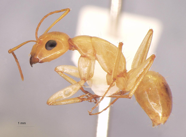 Camponotus turkestanus André, 1882 lateral