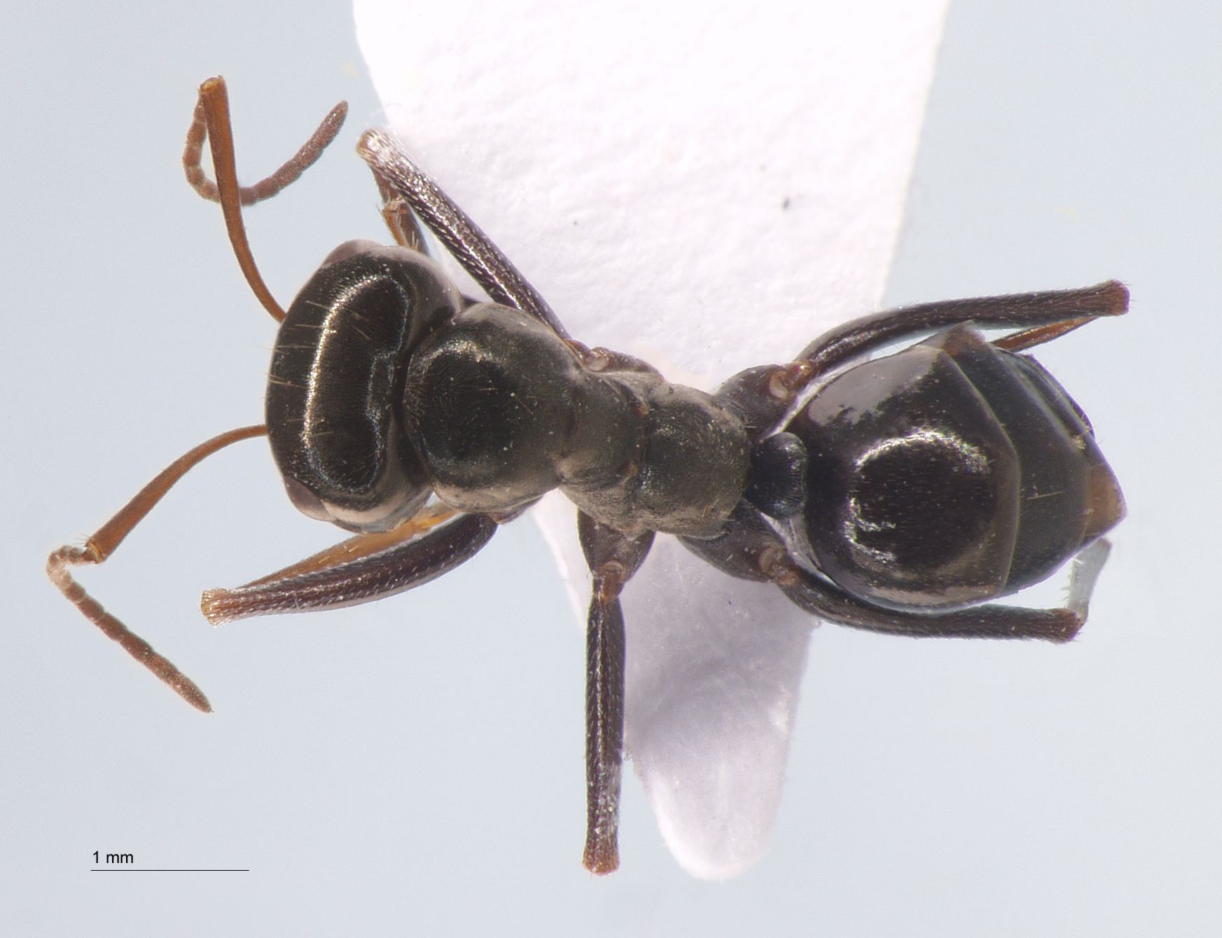 Cataglyphis aenescens Nylander, 1849 dorsal