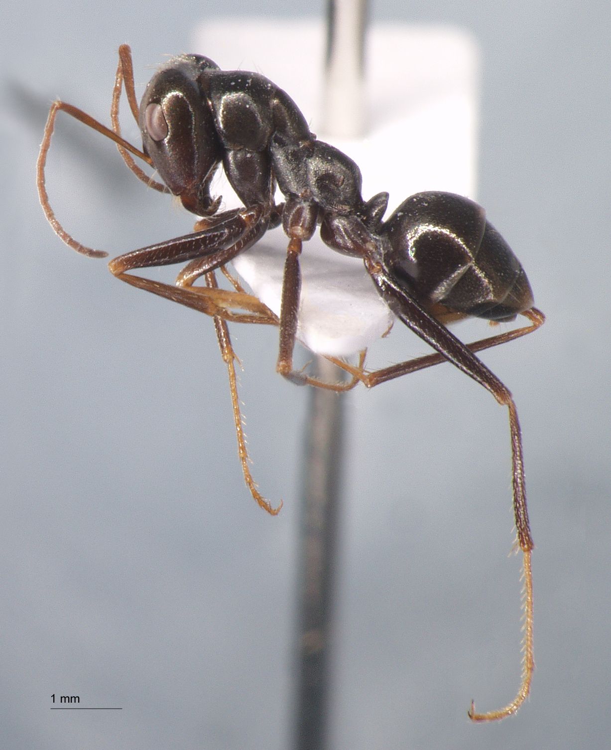 Cataglyphis aenescens Nylander, 1849 lateral