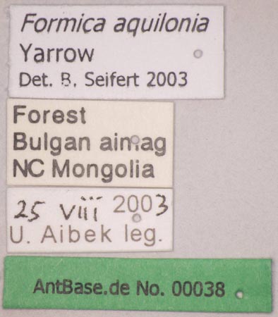 Formica aquilonia Yarrow, 1955 Label