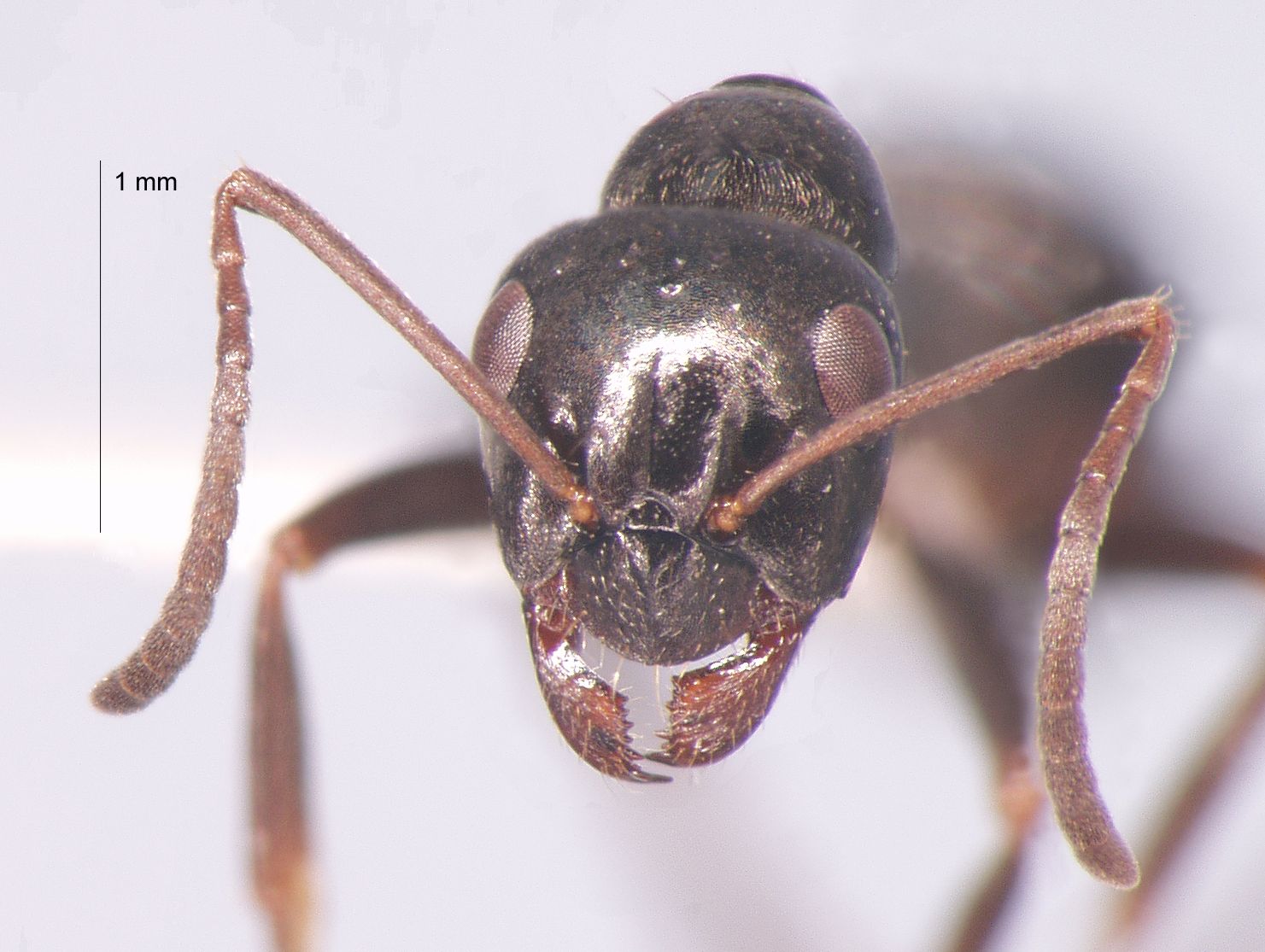 Formica candida Smith, 1878 frontal