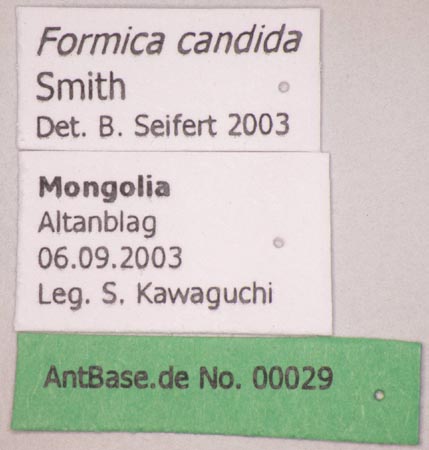 Formica candida Smith, 1878 Label