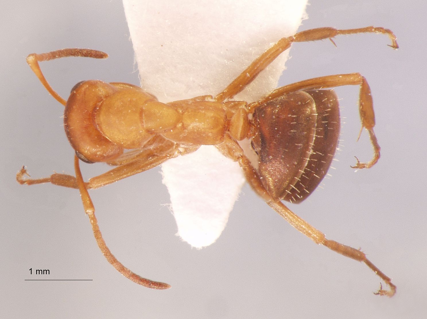 Formica orangea Seifert & Schultz, 2009 dorsal