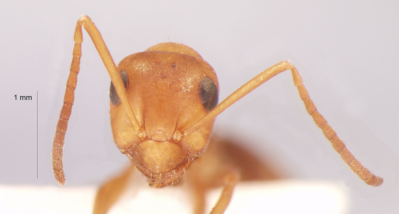 Formica orangea Seifert & Schultz, 2009 frontal