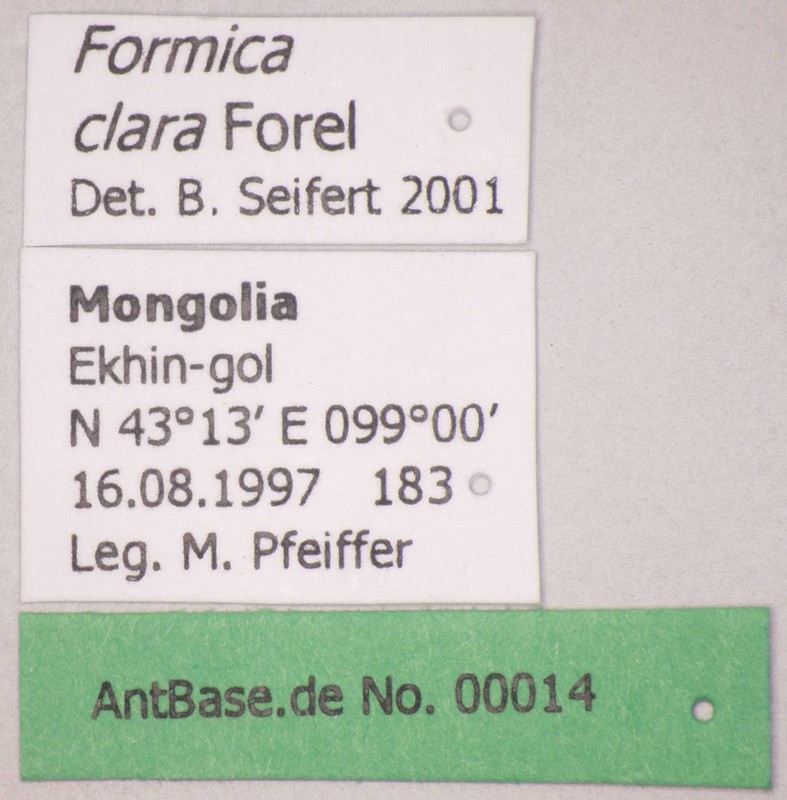 Formica clara Forel, 1886 Label