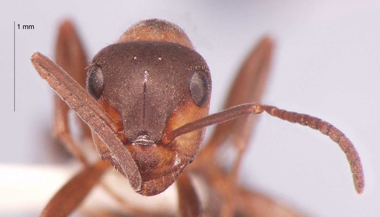 Formica lugubris Zetterstedt, 1838 frontal