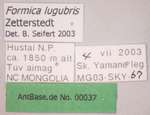 Formica lugubris Zetterstedt, 1838 Label