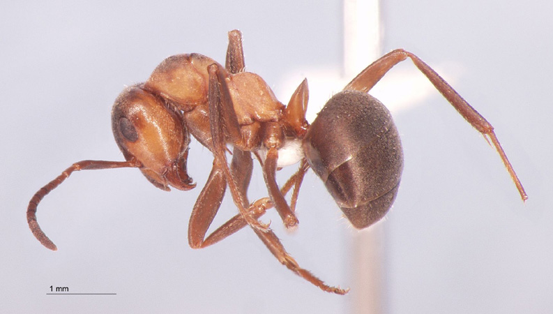 Formica lugubris Zetterstedt, 1838 lateral