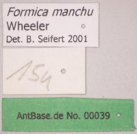 Formica manchu Wheeler, 1929 Label