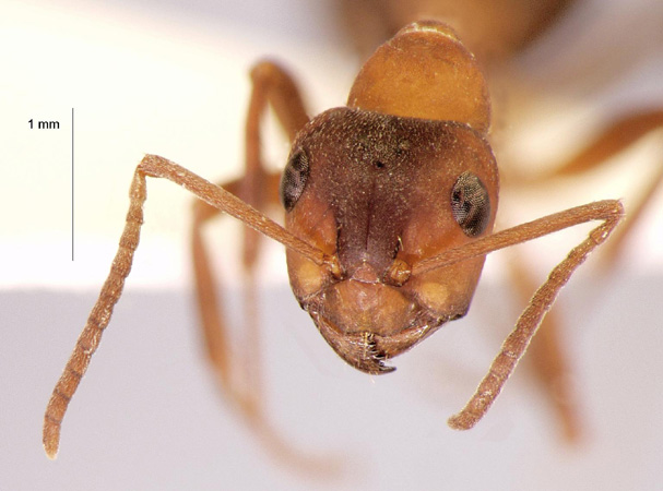 Formica sanguinea Latreille, 1798 frontal