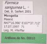 Formica sanguinea Latreille, 1798 Label