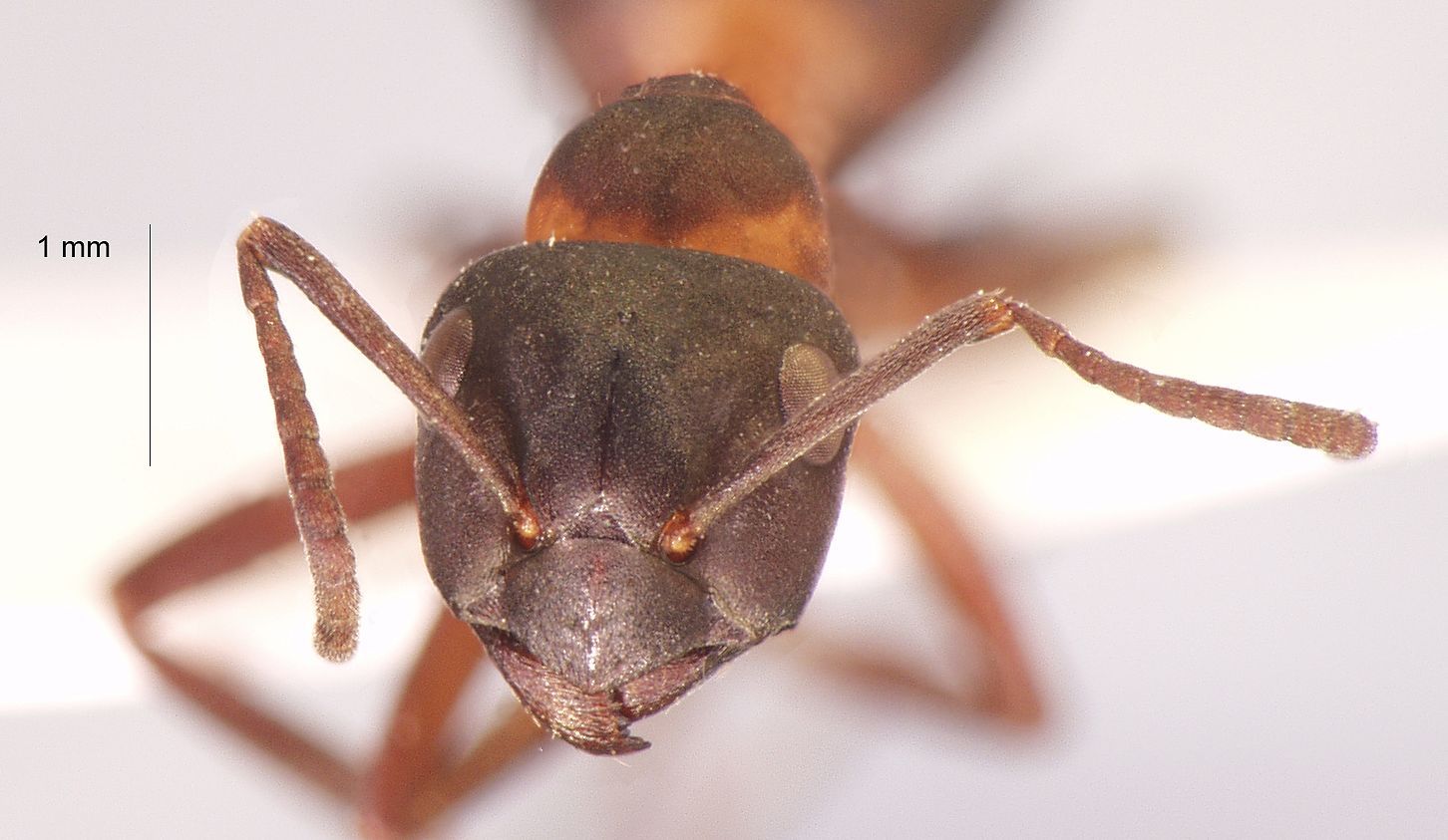 Formica uralensis Ruzsky, 1895 frontal