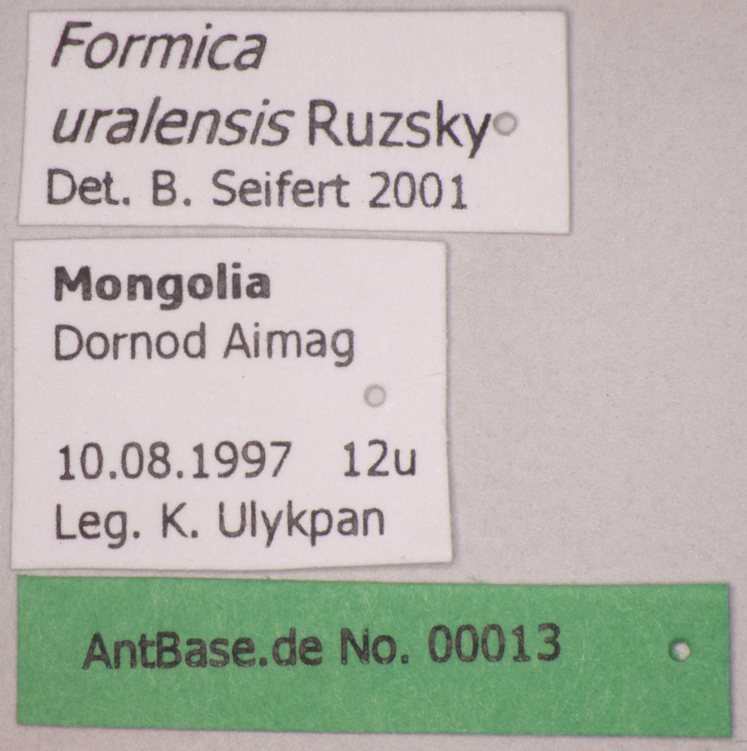 Formica uralensis Ruzsky, 1895 Label