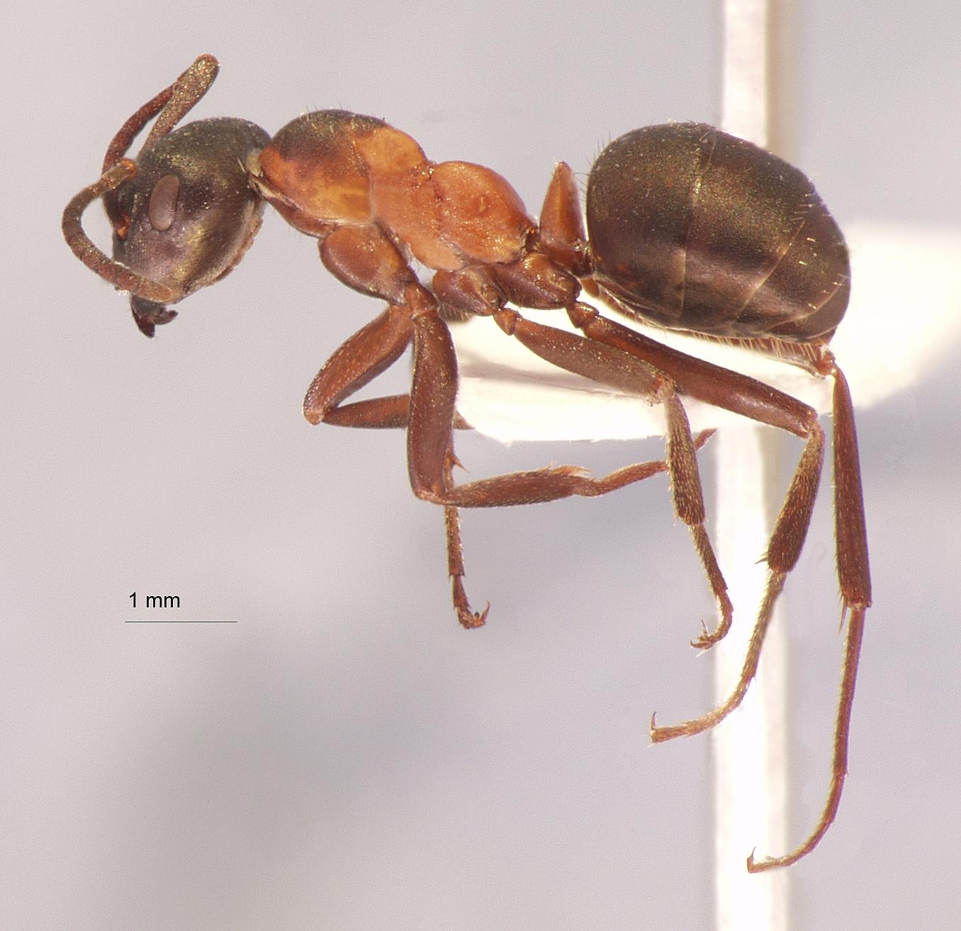 Formica uralensis Ruzsky, 1895 lateral