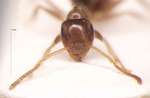 Lasius gebaueri Seifert, 1992 frontal