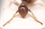 Lasius gebaueri Seifert, 1992 frontal