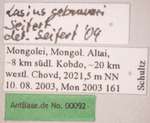 Lasius gebaueri Seifert, 1992 Label