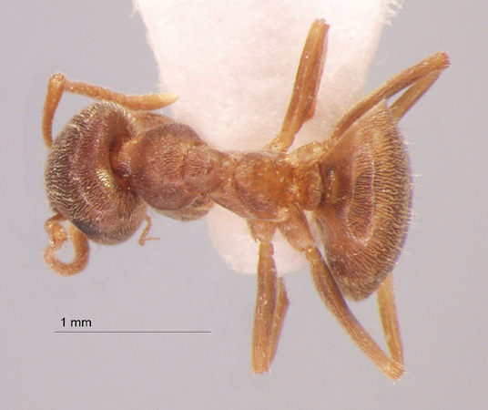 Lasius obscuratus Stitz, 1930 dorsal