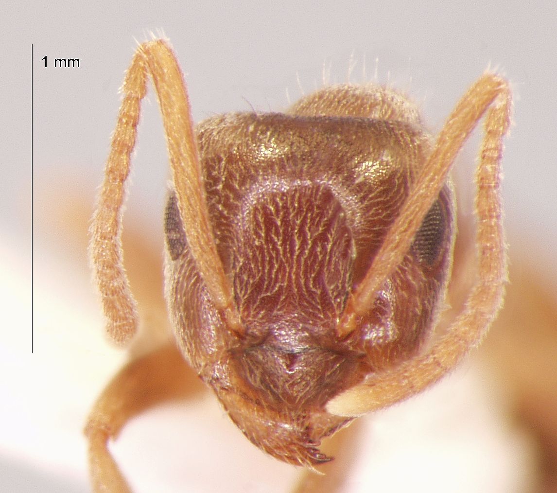 Lasius obscuratus Stitz, 1930 frontal