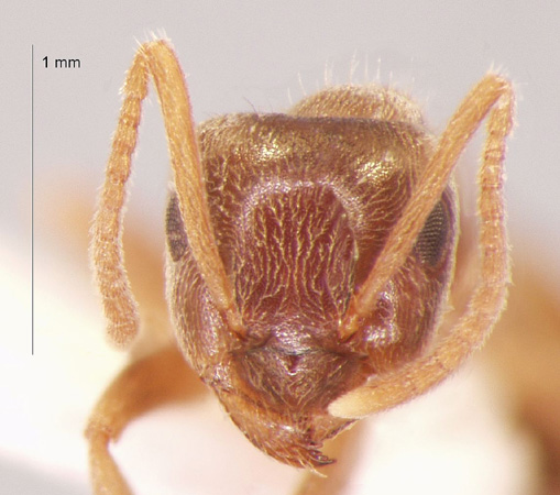 Lasius obscuratus Stitz, 1930 frontal