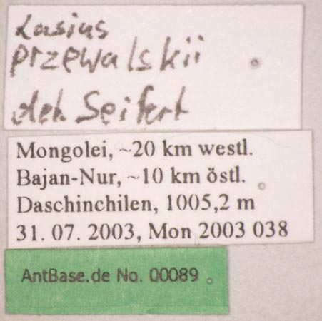 Lasius przewalskii Ruzsky, 1915 Label