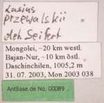 Lasius przewalskii Ruzsky, 1915 Label